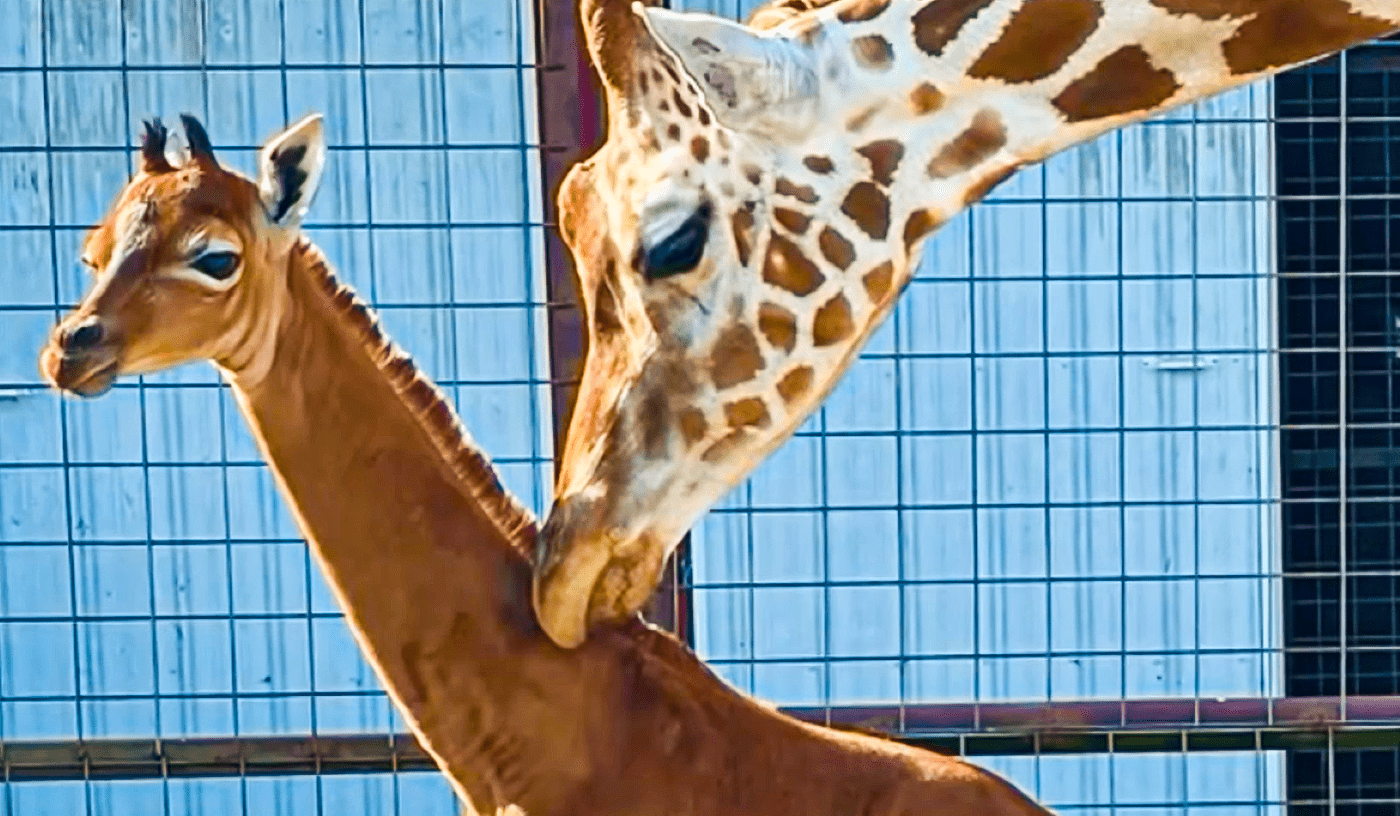 États-Unis : une rarissime girafe sans tache naît dans un zoo