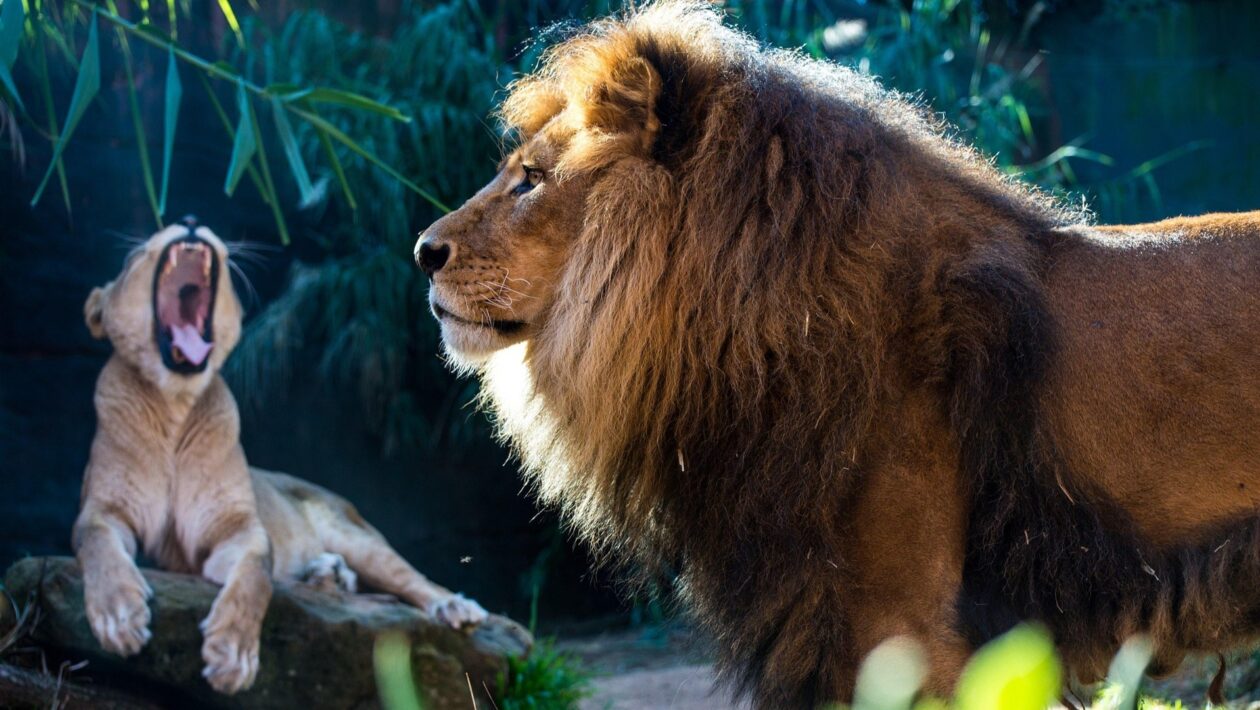 En Afrique, les animaux sauvages ont moins peur des lions que des humains