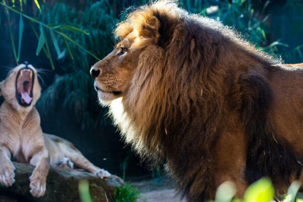 En Afrique, les animaux sauvages ont moins peur des lions que des humains