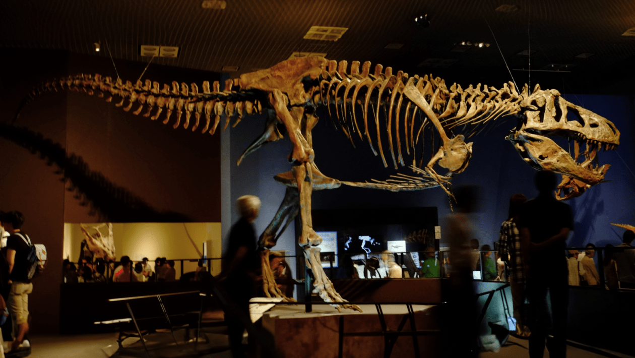 Scotty : le T-rex le plus grand du monde pesait presque 9 tonnes !