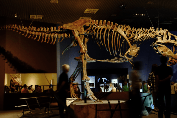 Scotty : le T-rex le plus grand du monde pesait presque 9 tonnes !
