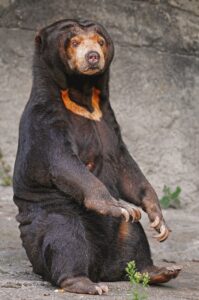 Les 8 espèces d'ours à connaître à travers le monde