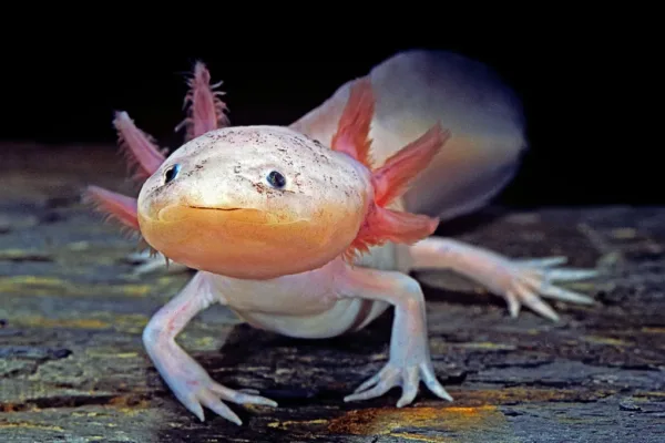 4 choses à savoir sur l'axolotl