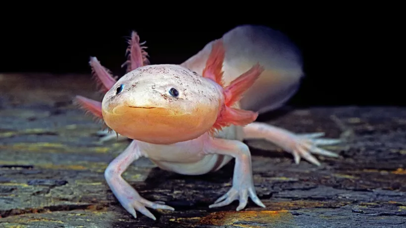 4 choses à savoir sur l'axolotl