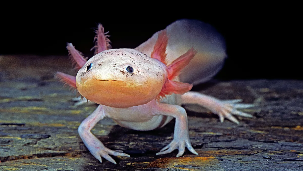 4 choses à savoir sur l'axolotl