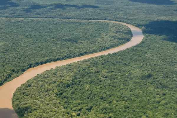 Amazonie : l'état inquiétant de la forêt au Suriname