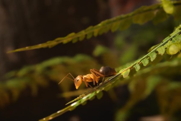 "Les Fourmis" : un projet audacieux qui fourmille d'idées ! (PGW 2024)