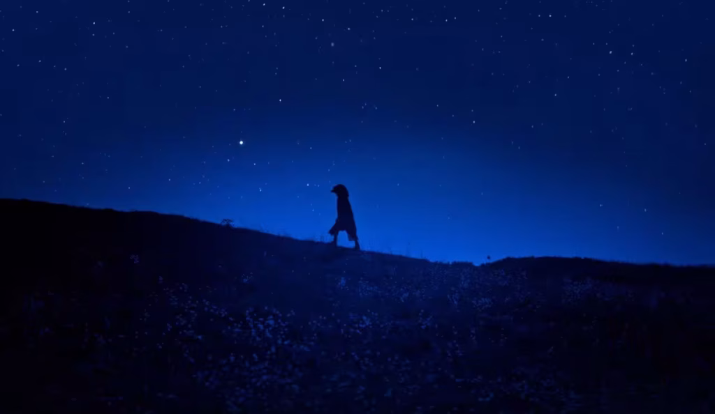 "Le Bonheur est une bête sauvage" : une fable singulière pour l'été ! [Critique]