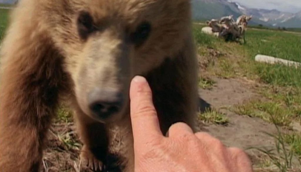 "Grizzly Man" (2005) : l'homme, l'animal et l'abîme [critique]